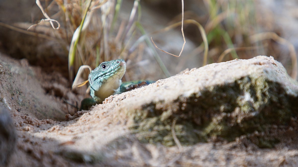 europas verborgene naturwunder