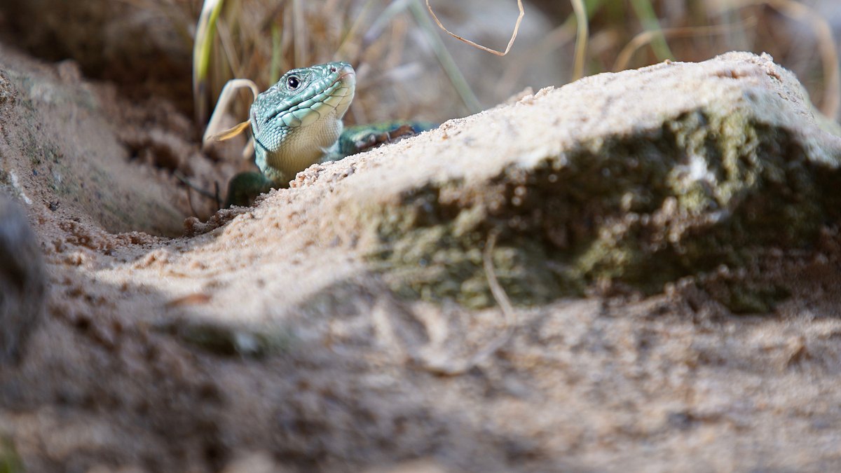europas verborgene naturwunder