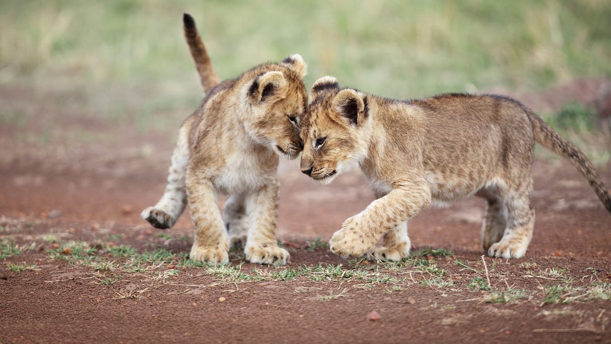 tierbabys ganz groß