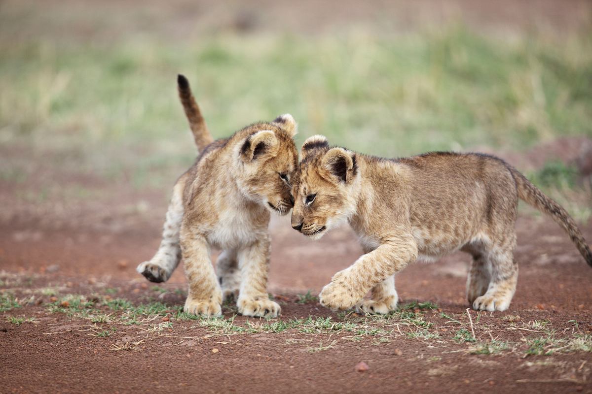 tierbabys ganz groß