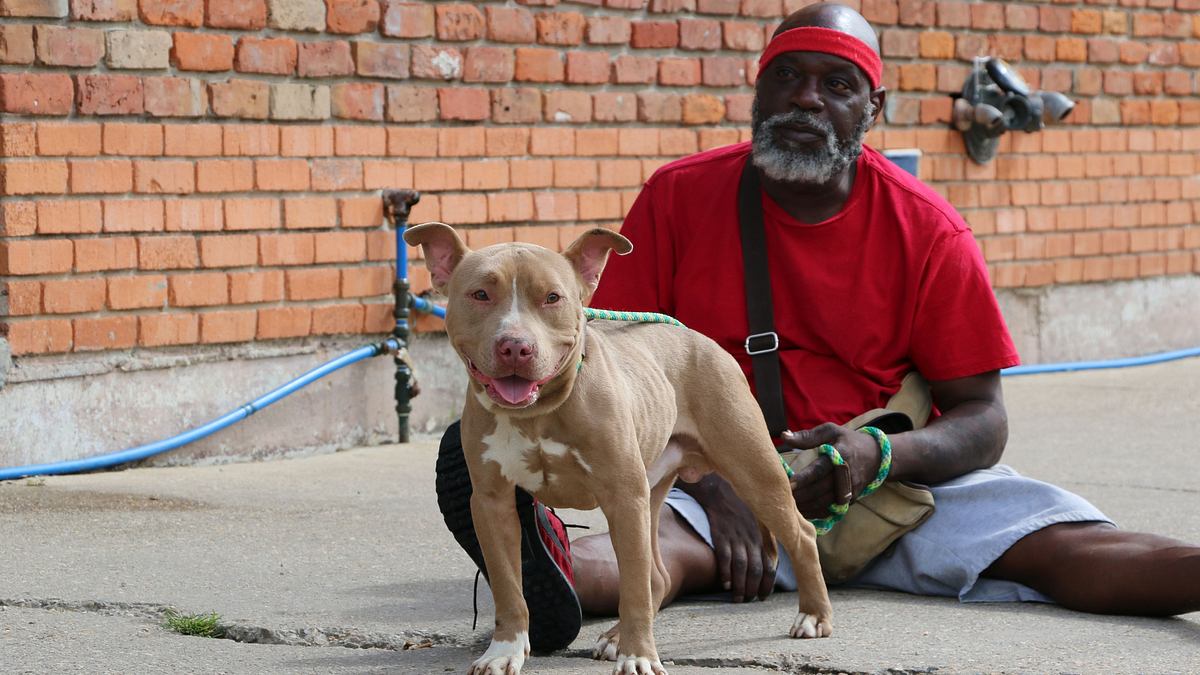 Pitbulls auf Bewährung pitbulls auf bewährung