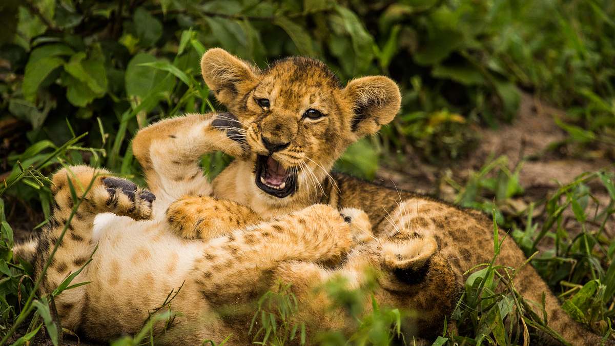 savage kingdom