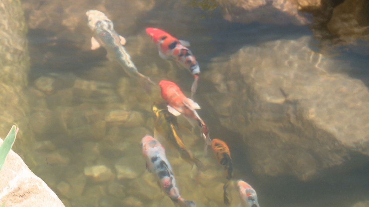 fish tank kings - gigantische wasserwelten