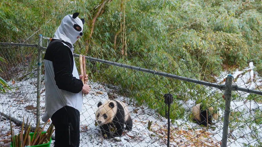 Die Panda-Schule die panda-schule