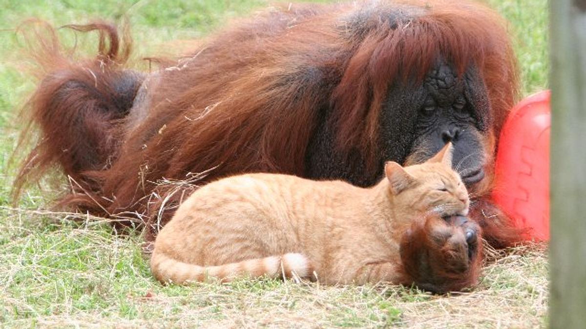 tierische freundschaften