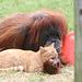 Tierische Freundschaften Thumbnail