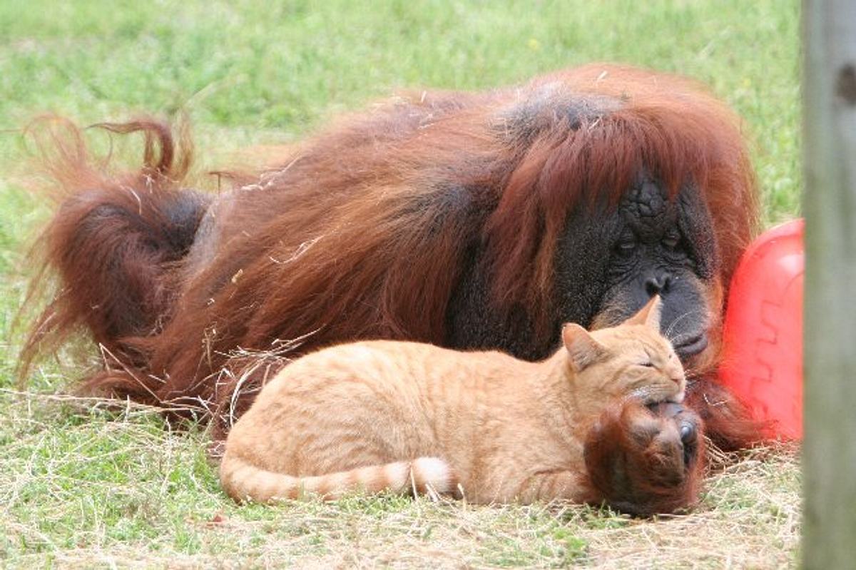 Tierische Freundschaften tierische freundschaften