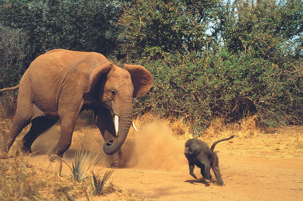 Wildtiere vor der Kamera wildtiere vor der kamera