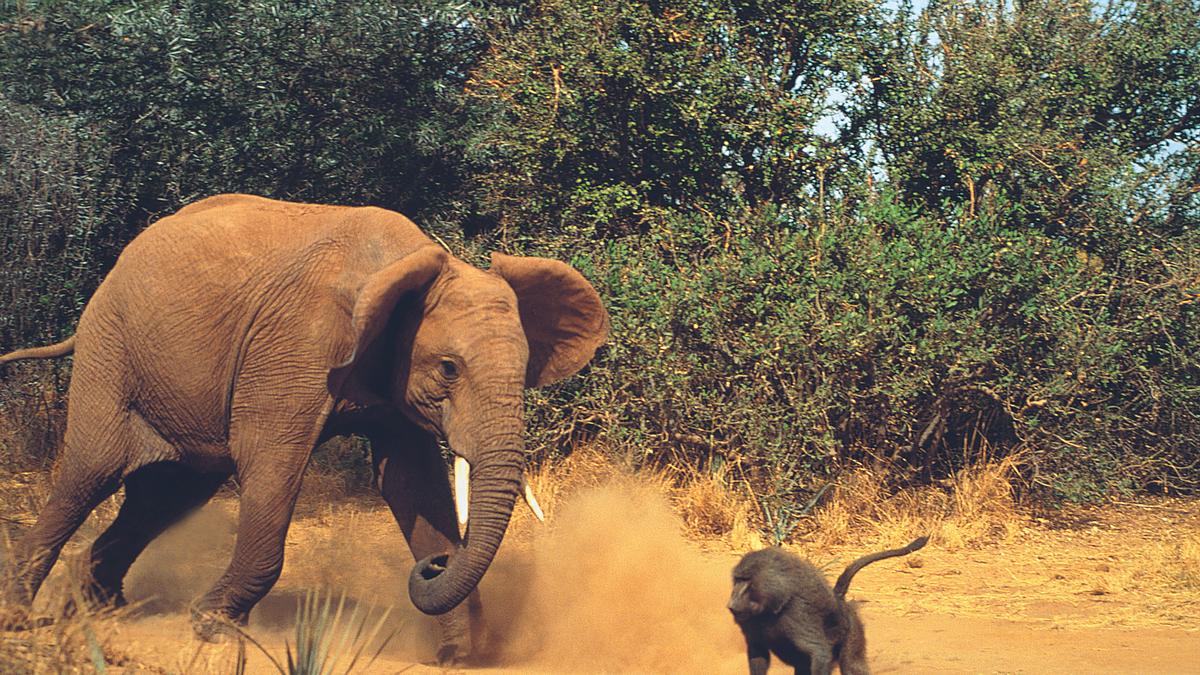 wildtiere vor der kamera