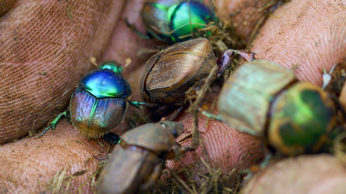 insekten - die heimlichen herrscher