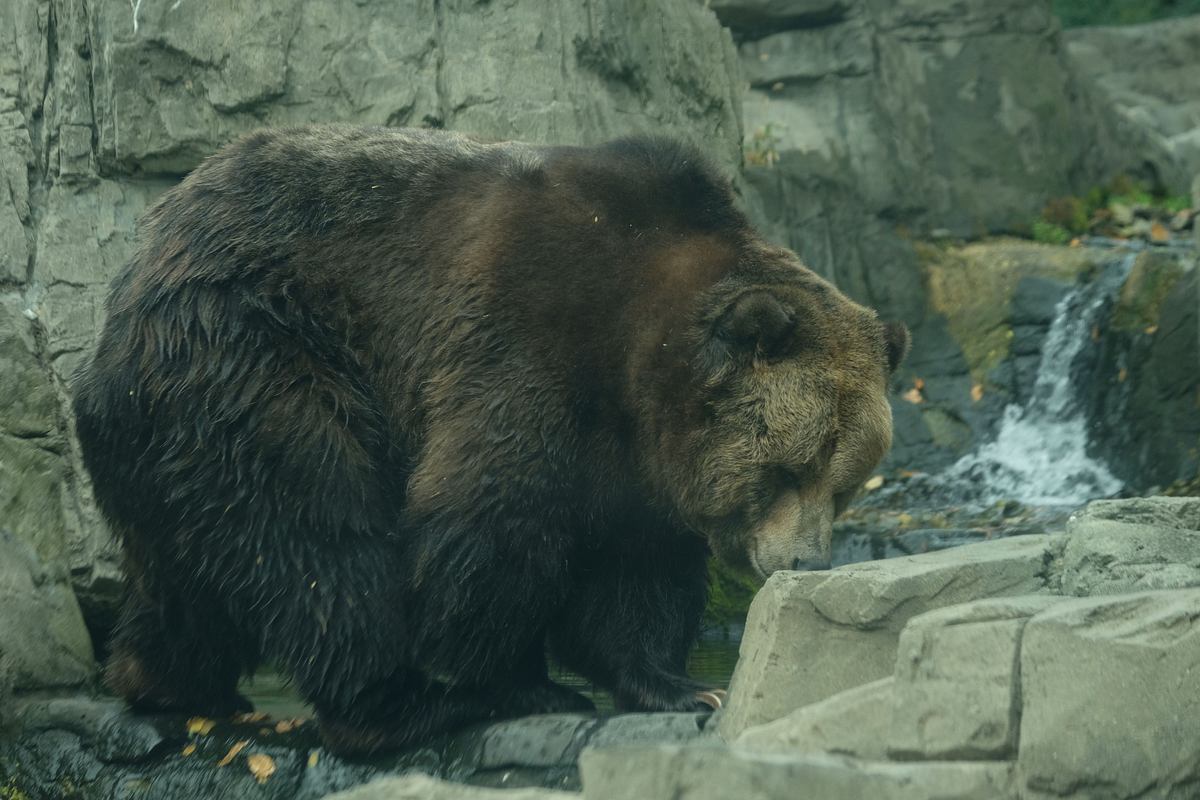 Bronx Zoo - Tierpark der Superlative bronx zoo - tierpark der superlative