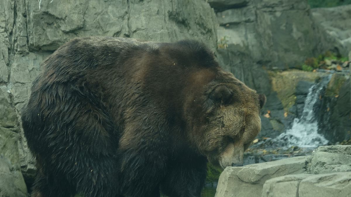 bronx zoo - tierpark der superlative