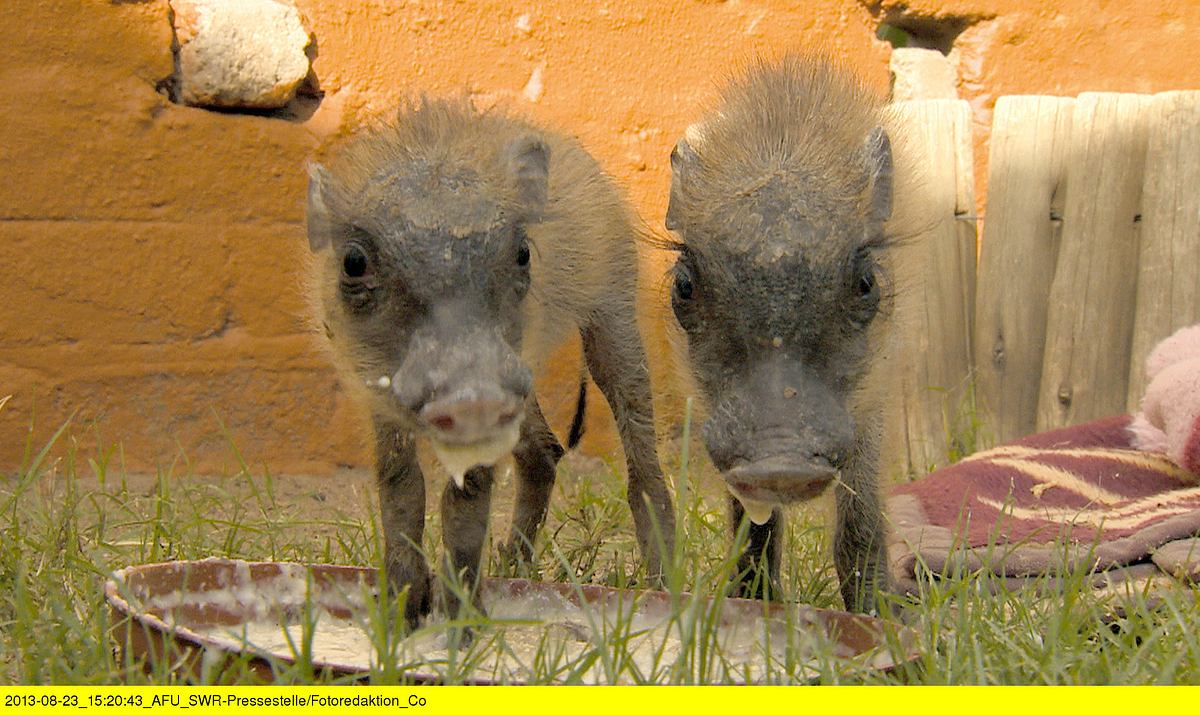 das waisenhaus für wilde tiere - abenteuer afrika