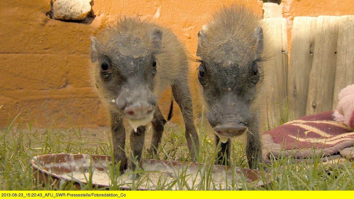 das waisenhaus für wilde tiere - abenteuer afrika