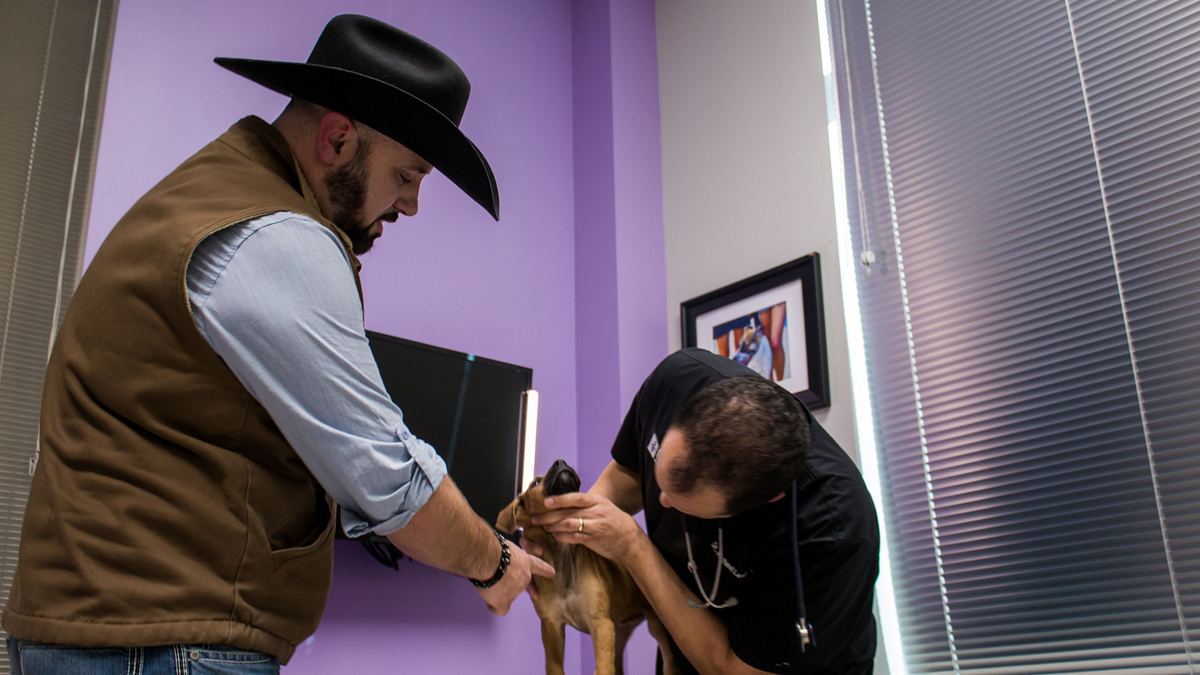 Die Tierärzte von Houston die tierärzte von houston