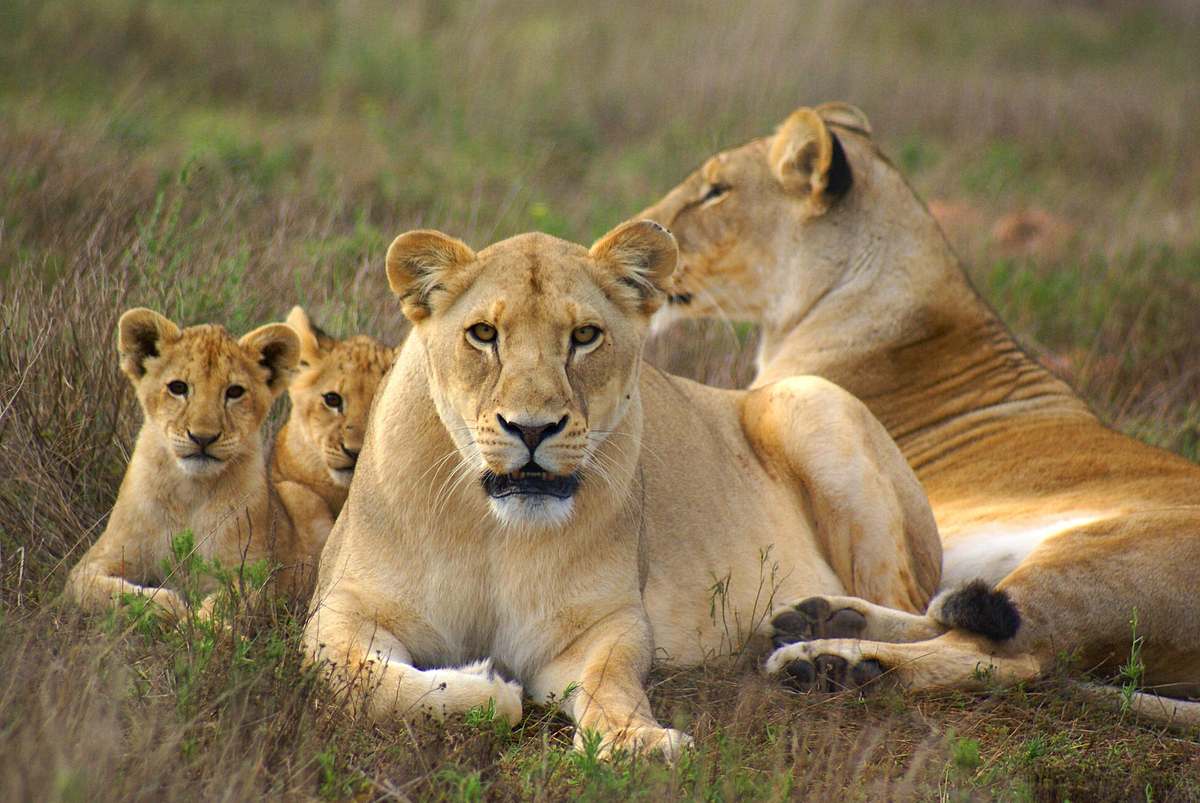leopard, seebär & co.