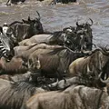 Streifen durch die Wildnis - Die große Zebrawanderung Thumbnail