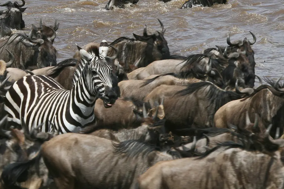 Streifen durch die Wildnis - Die große Zebrawanderung streifen durch die wildnis - die große zebrawanderung