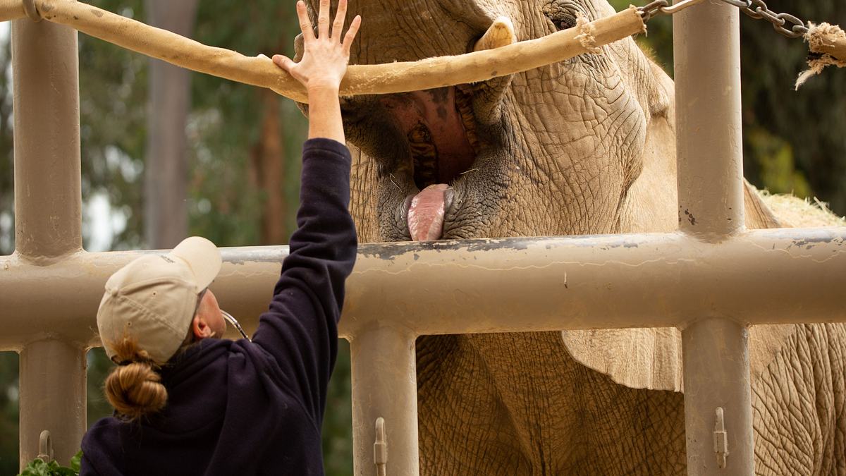 san diego zoo