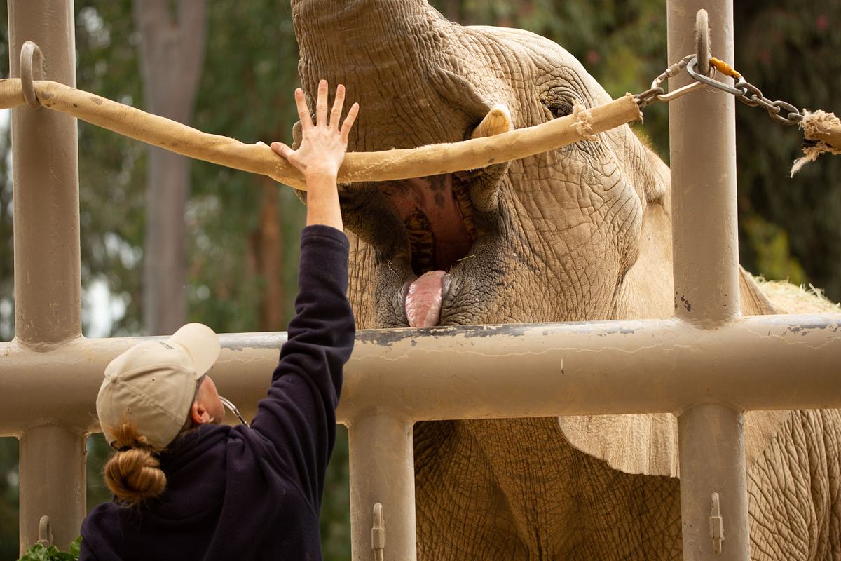 San Diego Zoo san diego zoo