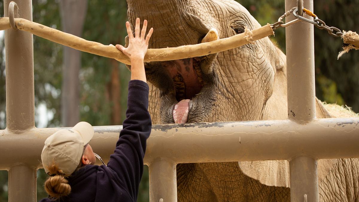 san diego zoo