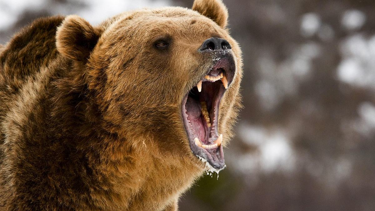der kill-faktor - die tödlichsten tiere der welt