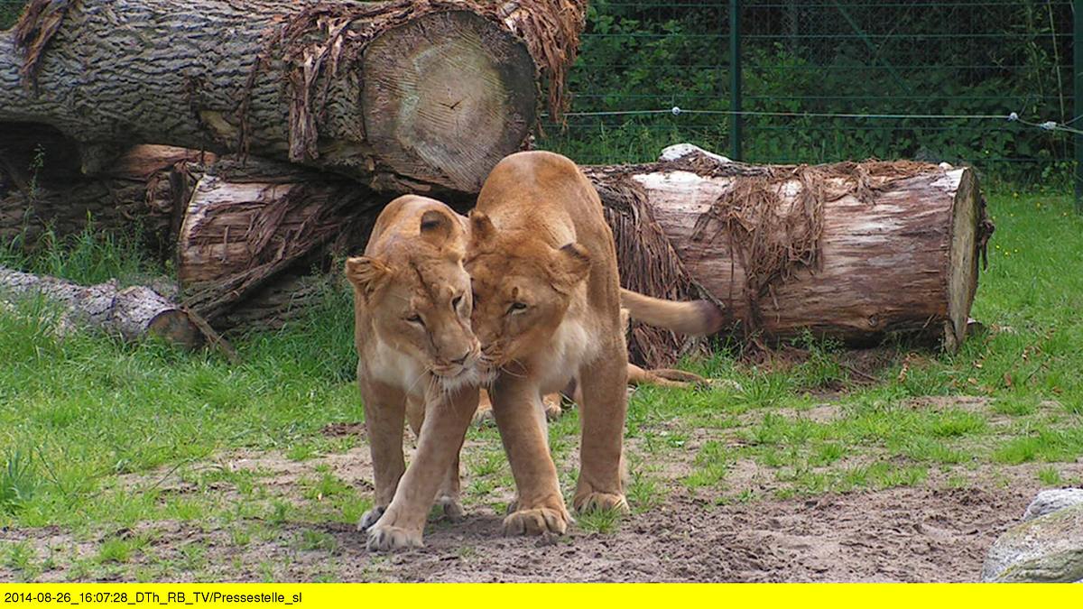 seehund, puma & co.