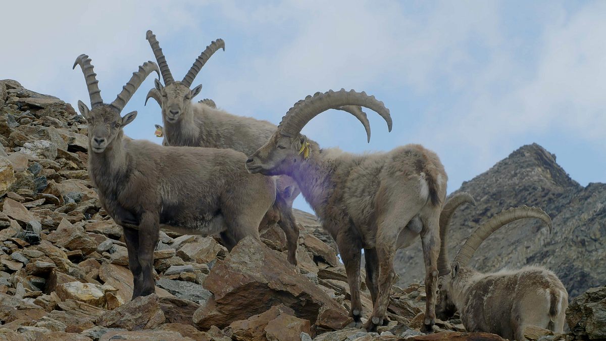 3satthementag: höhenrausch