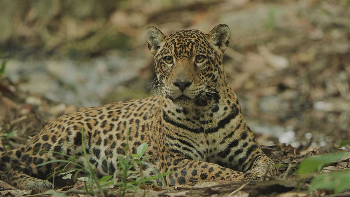 Guyana - Der Weg des Jaguars guyana - der weg des jaguars