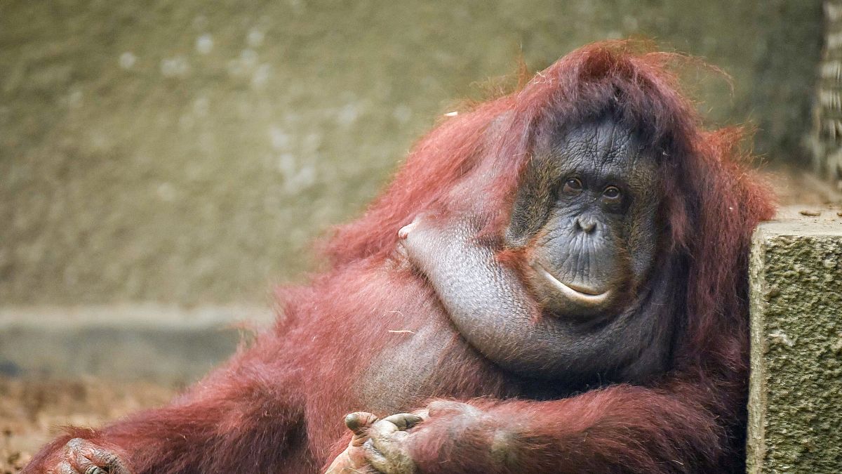 zoo und so - tierisch wild!