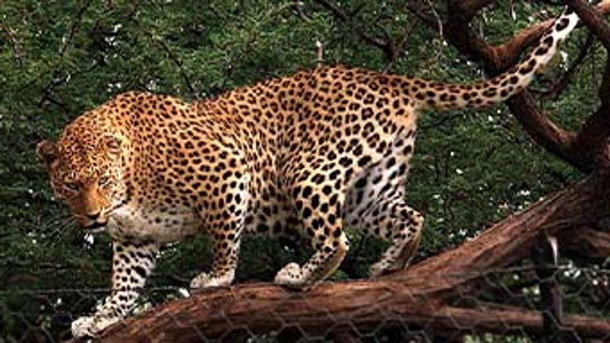 das waisenhaus für wilde tiere - abenteuer afrika
