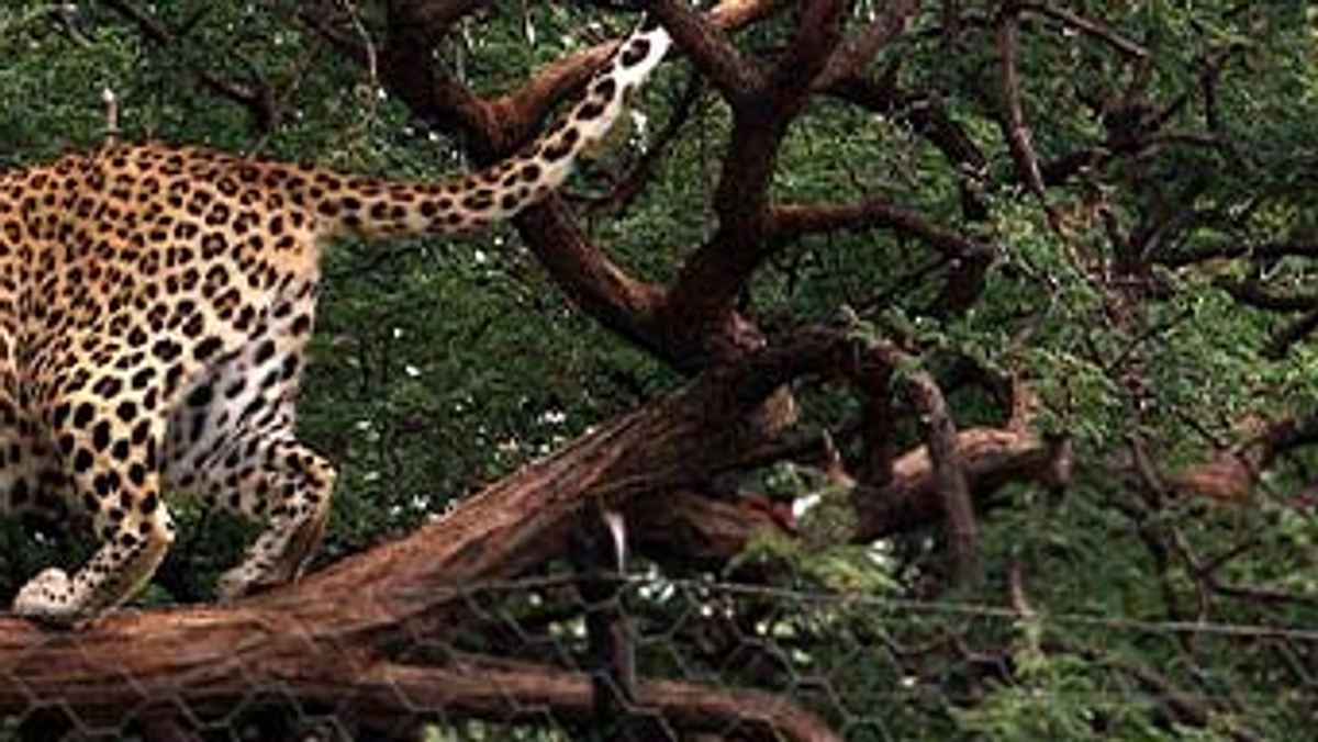 das waisenhaus für wilde tiere - abenteuer afrika