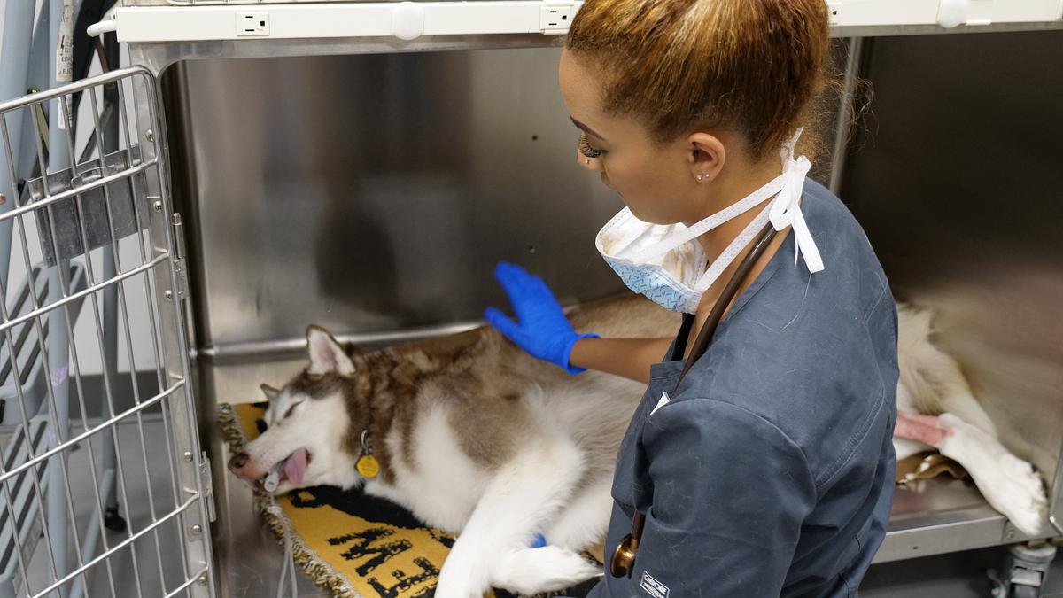 Die Tierärzte von Houston die tierärzte von houston