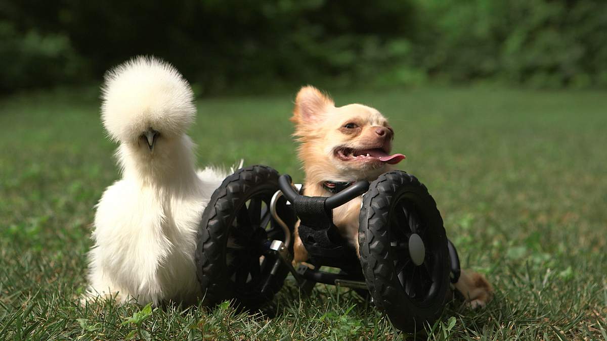 tierische freundschaften