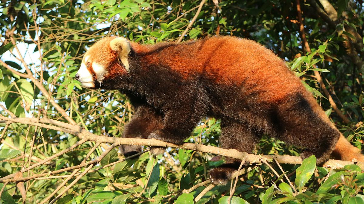 asiens geheime wildnis