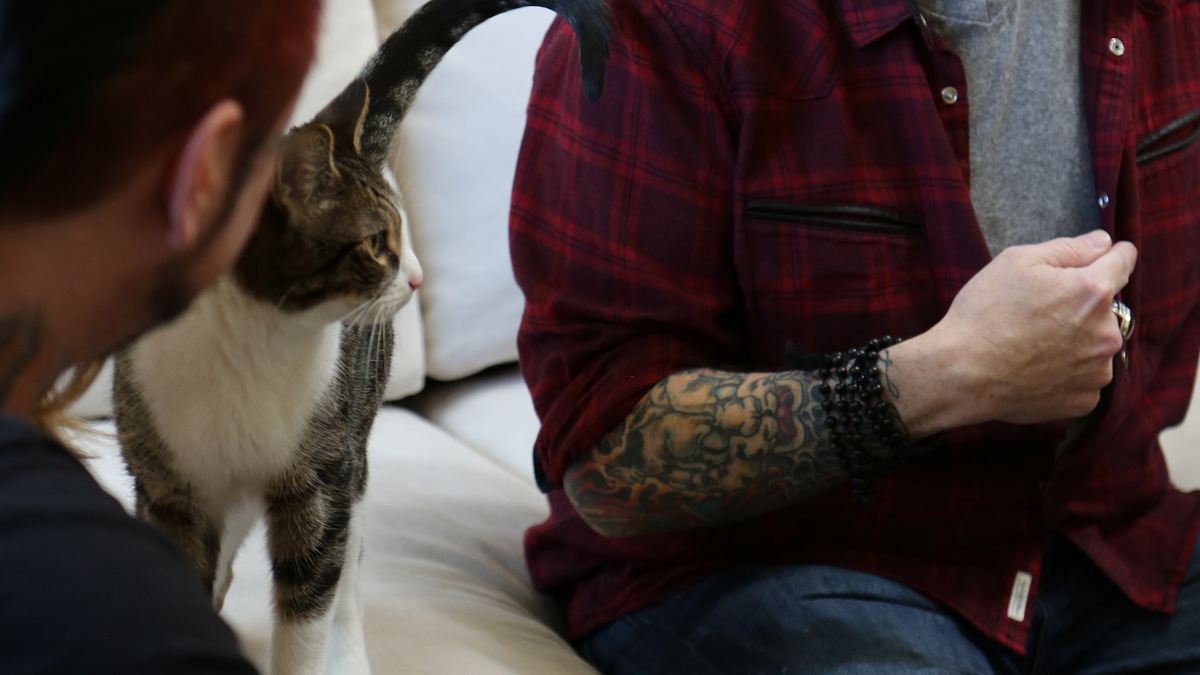 der katzenflüsterer