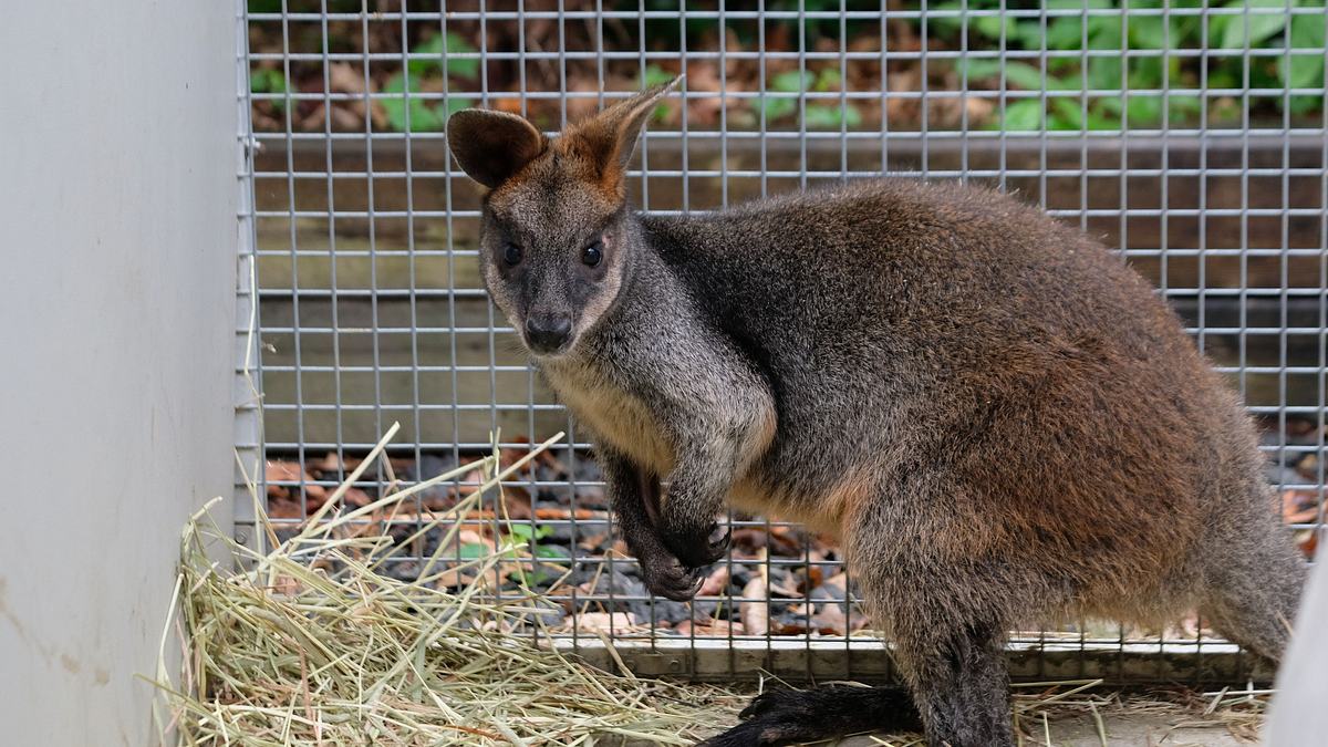 bronx zoo - tierpark der superlative