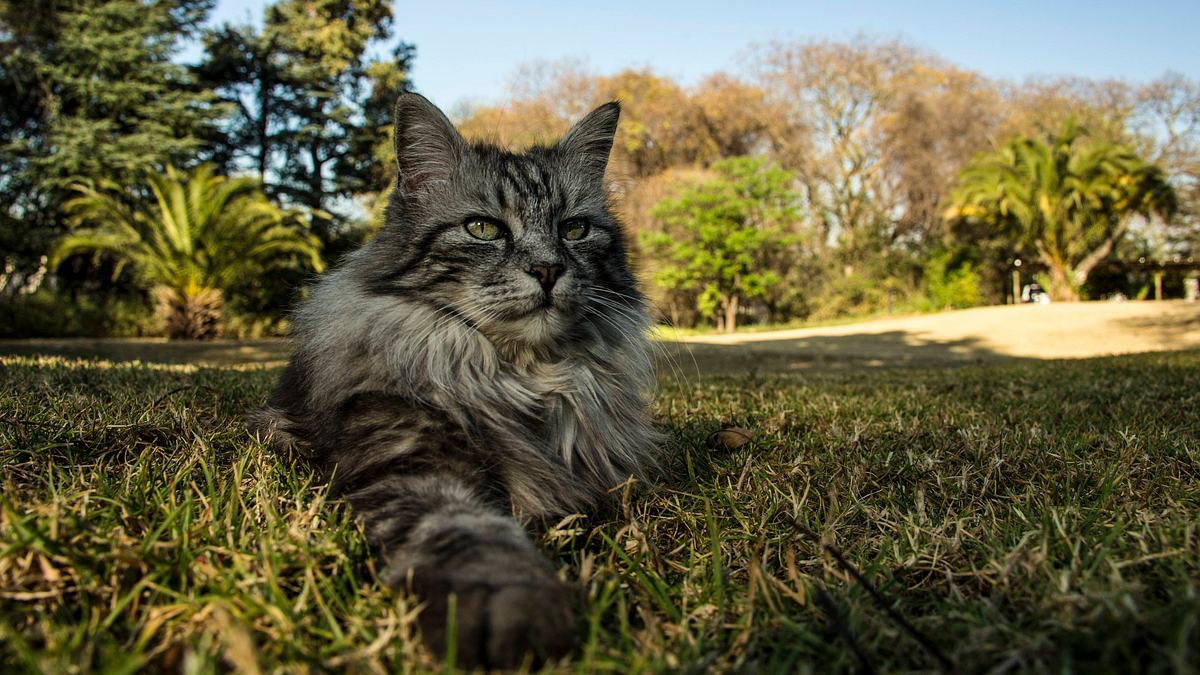 die natur der katzen