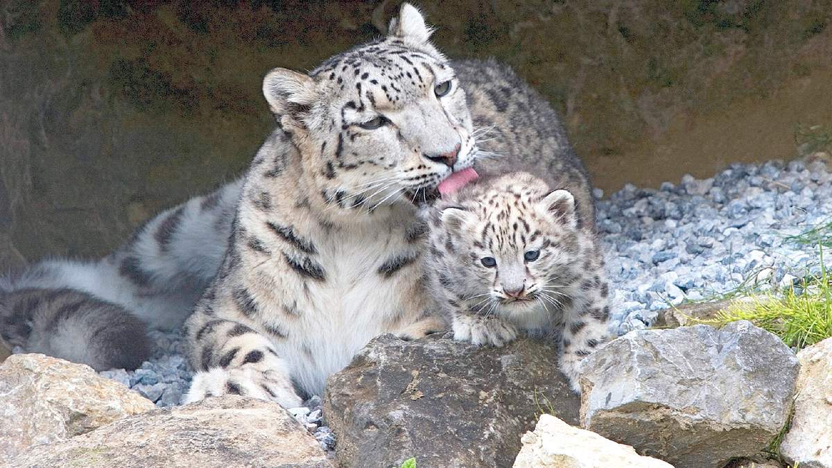 der globale zoo