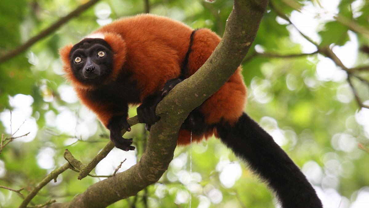 endangered - vom aussterben bedroht