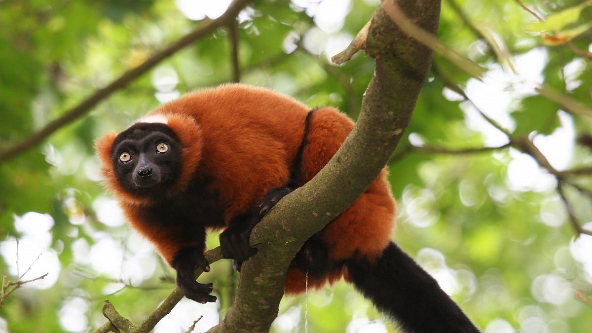 endangered - vom aussterben bedroht