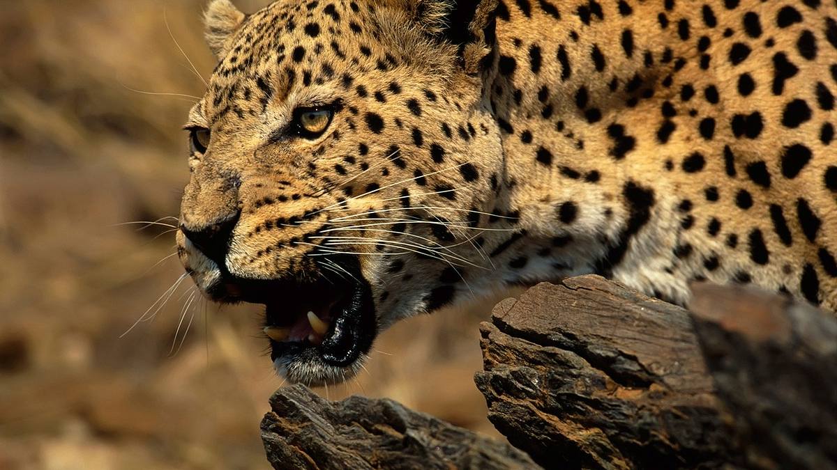 Afrikas tödlichste Jäger afrikas tödlichste jäger