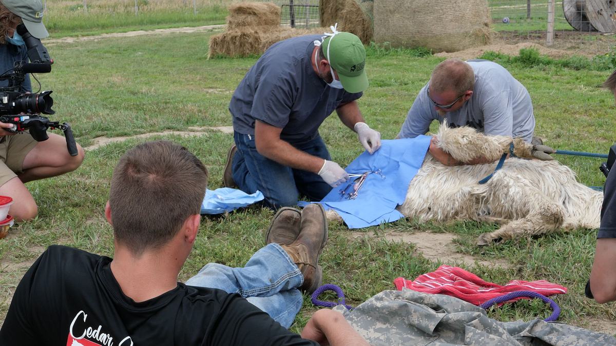 heartland docs - die tierarzt-familie