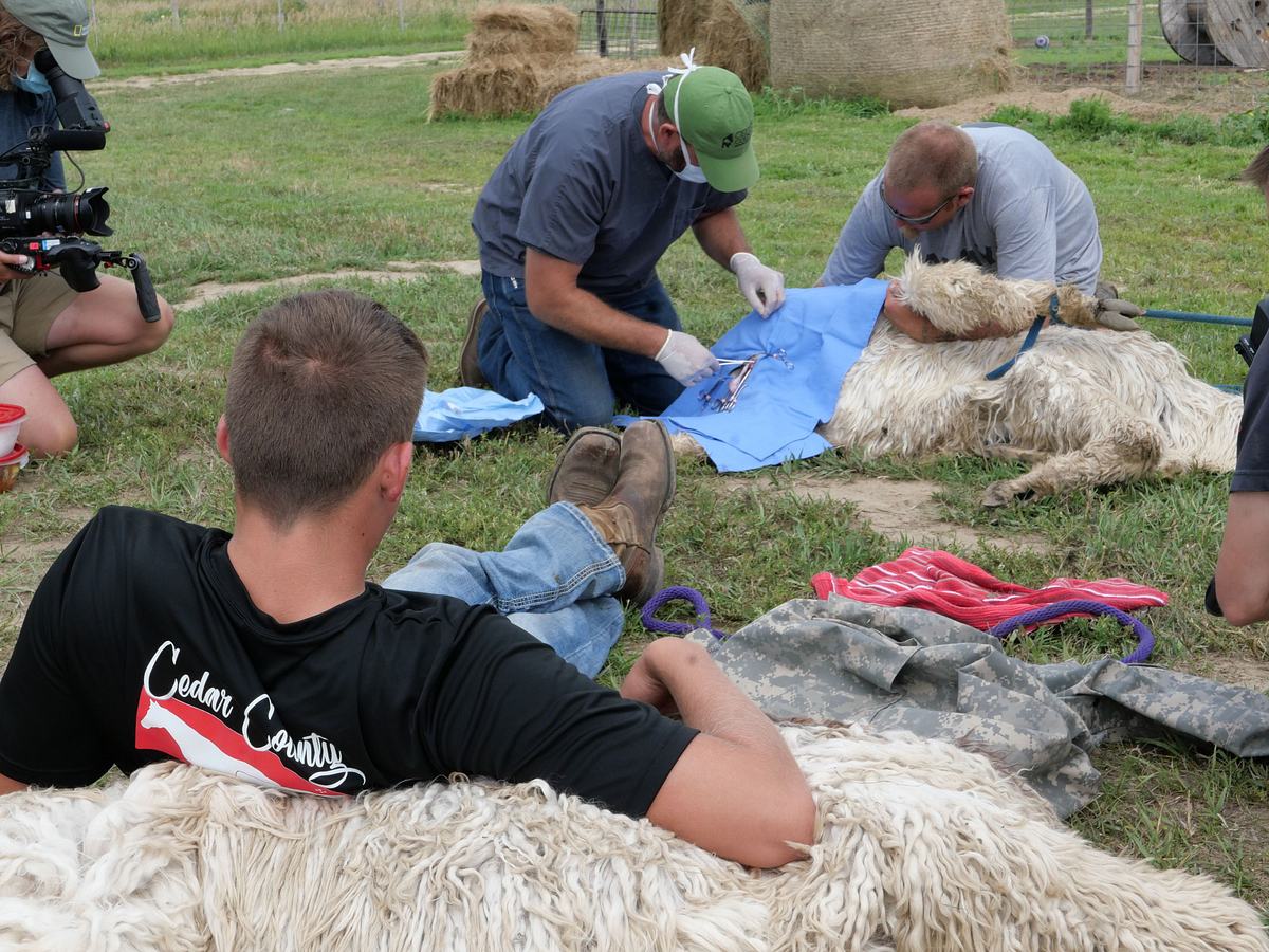 heartland docs - die tierarzt-familie