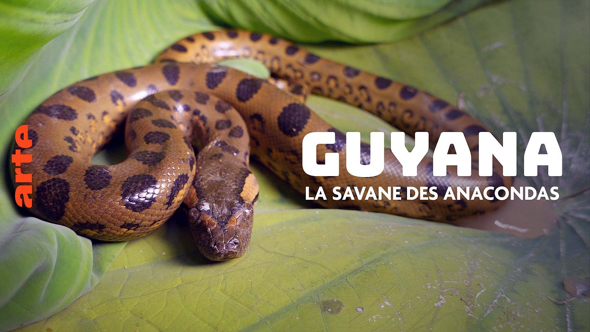 guyana