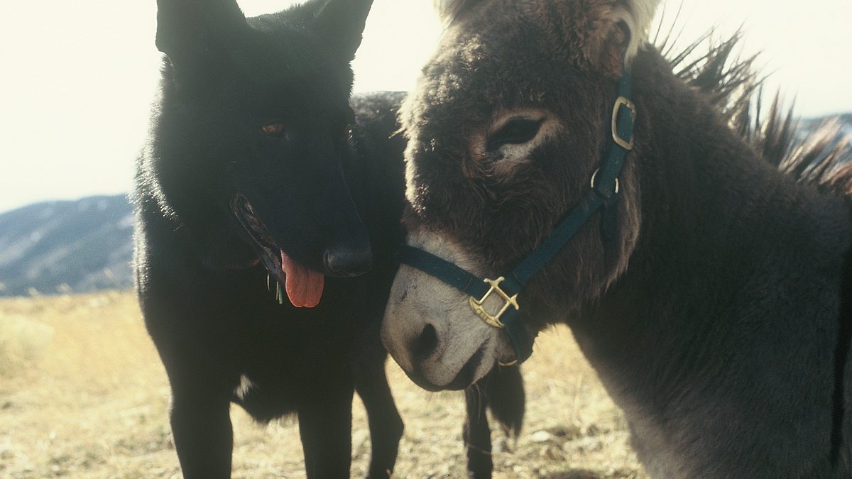 tierische freundschaften