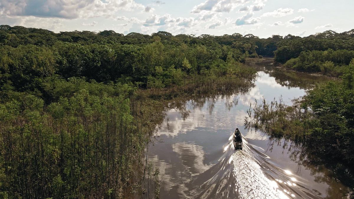 giganten unter wasser - riesenfischen auf der spur