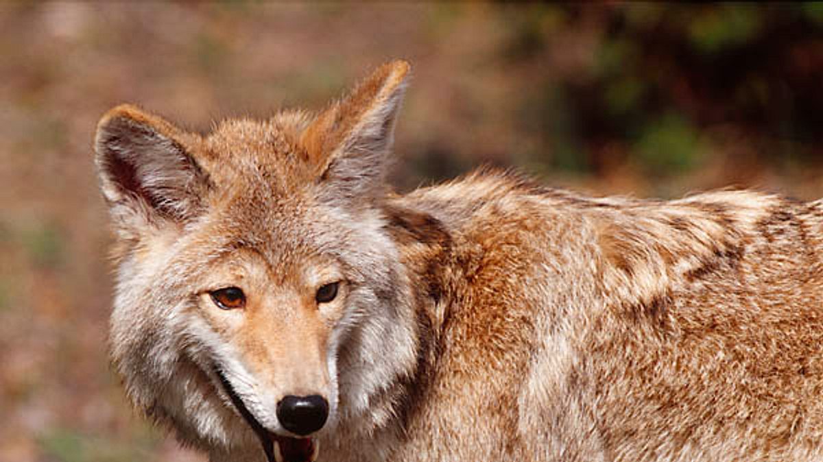 tierische eroberer