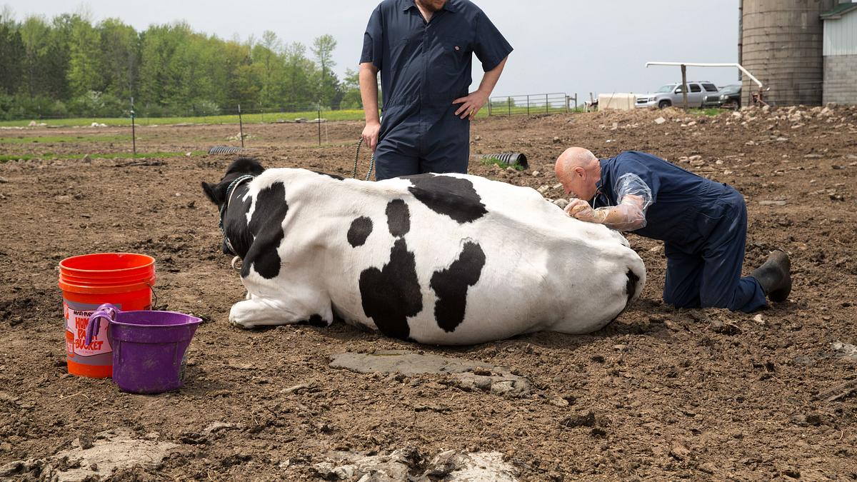 der unglaubliche dr. pol