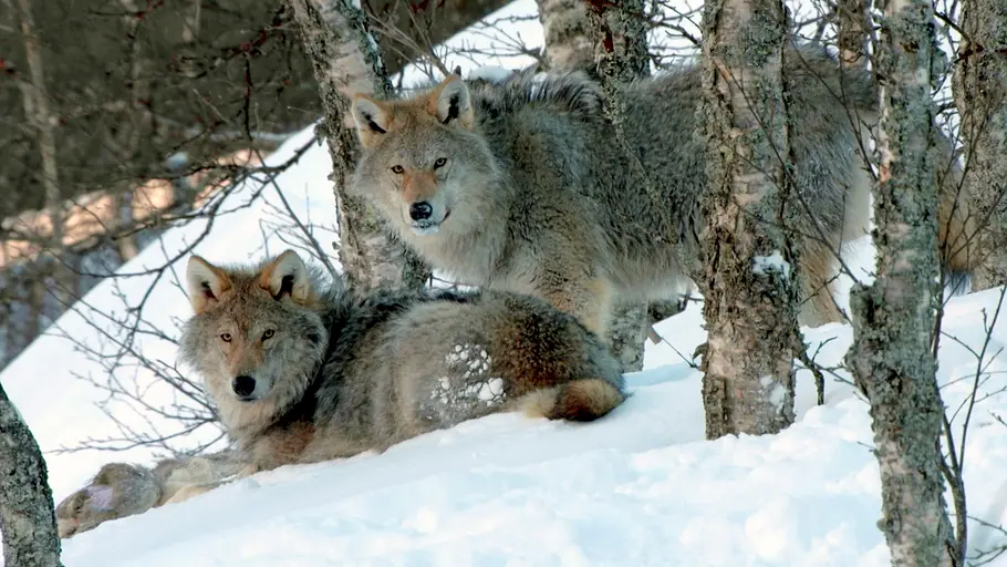 Die Sprache der Tiere die sprache der tiere
